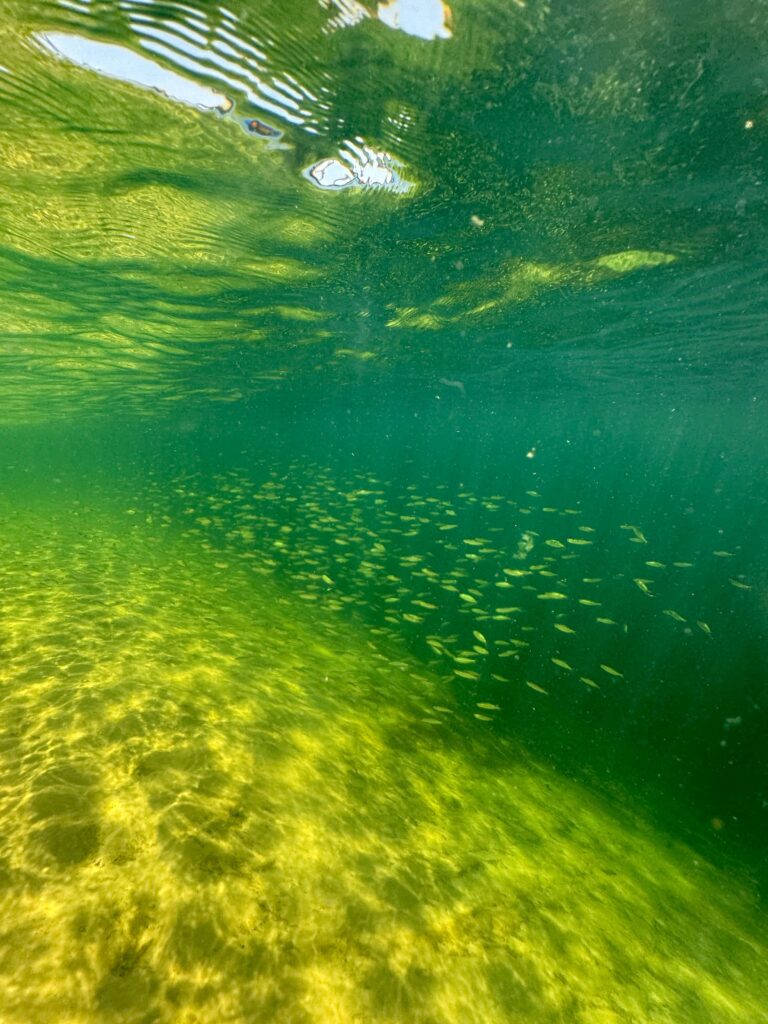 Cardume - Ilha do Fogo